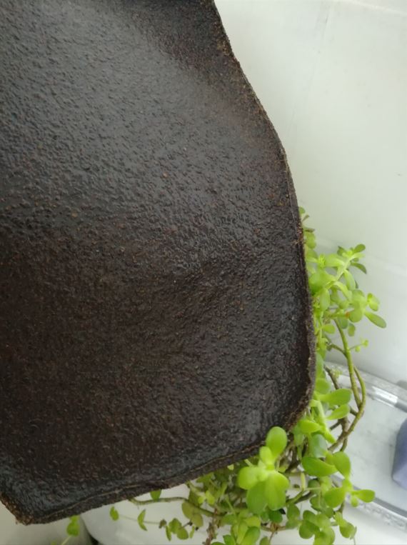 16-Dorado_2023_3 - LAD UNLA